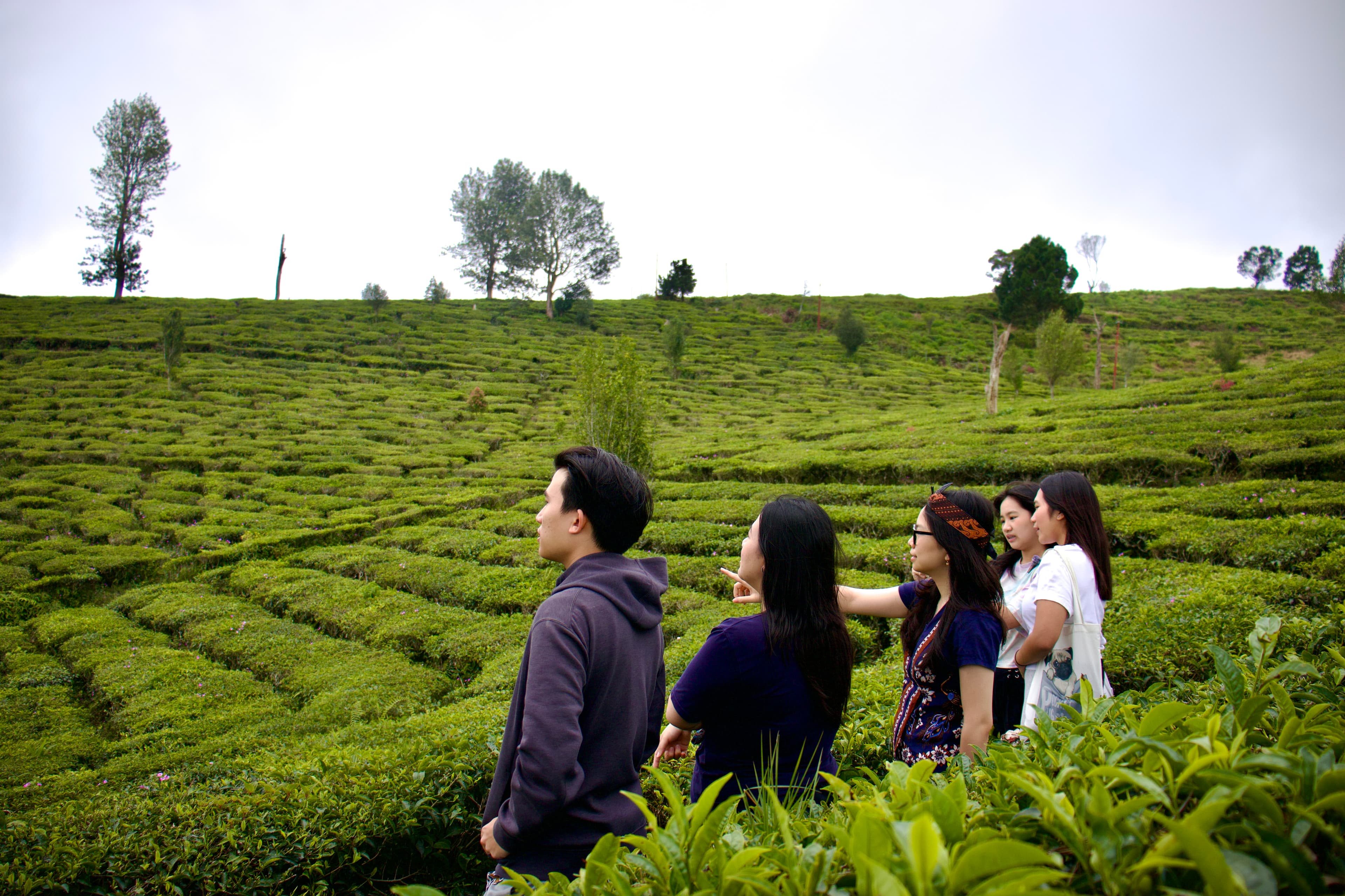 Kebun Teh dan Curug Pelangi